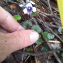 Viola hederacea at Nadgee Nature Reserve - 19 Dec 2023 03:07 PM