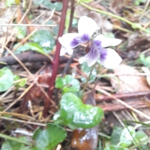 Viola hederacea at Nadgee Nature Reserve - 19 Dec 2023 03:07 PM