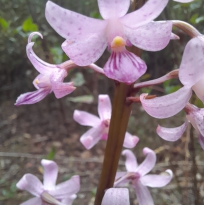 Dipodium roseum (Rosy Hyacinth Orchid) at Nadgee, NSW - 19 Dec 2023 by VanceLawrence
