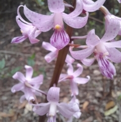 Dipodium roseum at Nadgee State Forest - suppressed