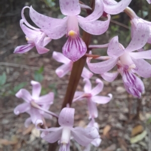 Dipodium roseum at Nadgee State Forest - 19 Dec 2023