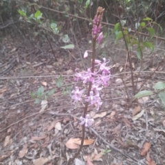 Dipodium roseum at Nadgee State Forest - suppressed