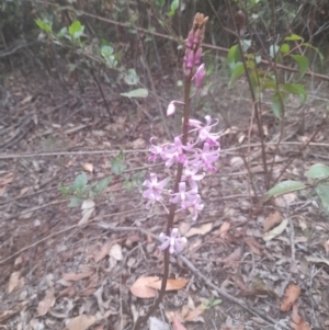 Dipodium roseum at Nadgee State Forest - 19 Dec 2023