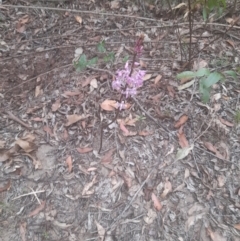 Dipodium roseum at Nadgee State Forest - suppressed