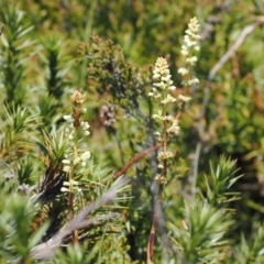 Richea continentis (Candle Heath) at Cotter River, ACT - 18 Dec 2023 by RAllen