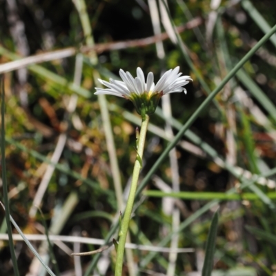 Brachyscome obovata (Baw Baw Daisy) at Cotter River, ACT - 18 Dec 2023 by RAllen