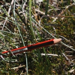 Brachyscome obovata at Namadgi National Park - 18 Dec 2023