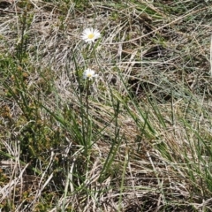 Brachyscome obovata at Namadgi National Park - 18 Dec 2023