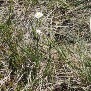 Brachyscome obovata at Namadgi National Park - 18 Dec 2023 12:03 PM