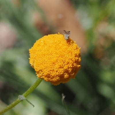 Craspedia aurantia var. aurantia (Orange Billy Buttons) at Cotter River, ACT - 18 Dec 2023 by RAllen