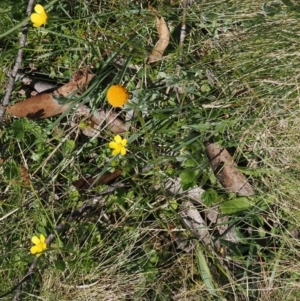 Craspedia aurantia var. aurantia at Namadgi National Park - suppressed