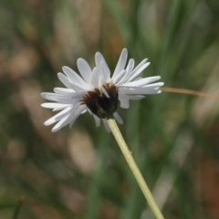 Brachyscome obovata (Baw Baw Daisy) at Cotter River, ACT - 18 Dec 2023 by RAllen