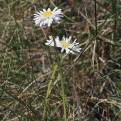 Brachyscome obovata at Namadgi National Park - 18 Dec 2023