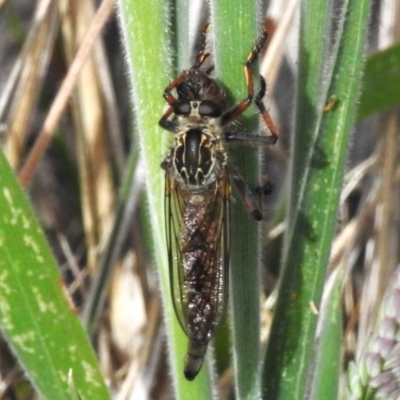 Unidentified Robber fly (Asilidae) at Namadgi National Park - 18 Dec 2023 by JohnBundock