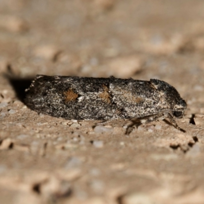 Agriophara nodigera (A Flat-bodied moth (Depressidae) at Harrison, ACT - 17 Dec 2023 by DPRees125