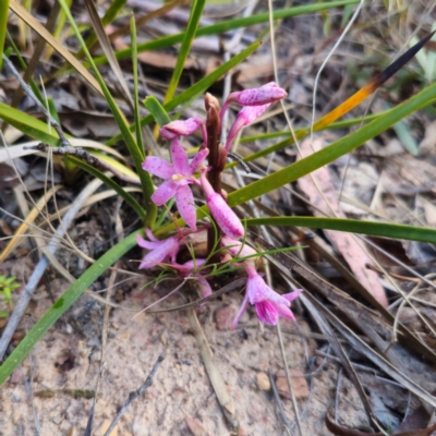 Dipodium roseum (Rosy Hyacinth Orchid) at Captains Flat, NSW - 18 Dec 2023 by Csteele4