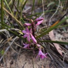 Dipodium roseum at QPRC LGA - 18 Dec 2023