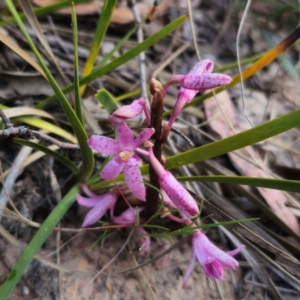 Dipodium roseum at QPRC LGA - 18 Dec 2023