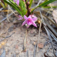 Dipodium roseum at QPRC LGA - 18 Dec 2023