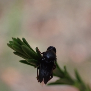 Macrosiagon sp. (genus) at Murrumbateman, NSW - 19 Dec 2023