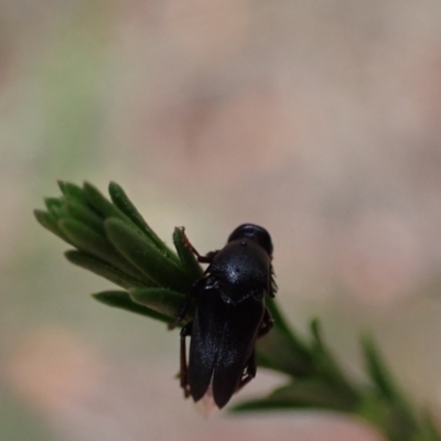 Macrosiagon sp. (genus) (Ripiphorid beetle) at Murrumbateman, NSW - 19 Dec 2023 by SimoneC