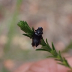Macrosiagon sp. (genus) at Murrumbateman, NSW - 19 Dec 2023