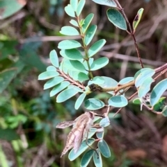 Trichophthalma nicholsoni (Nicholson's tangle-veined fly) at Namadgi National Park - 18 Dec 2023 by RosD