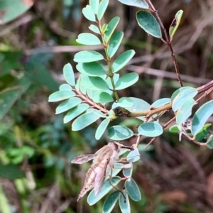 Trichophthalma nicholsoni at Namadgi National Park - 19 Dec 2023