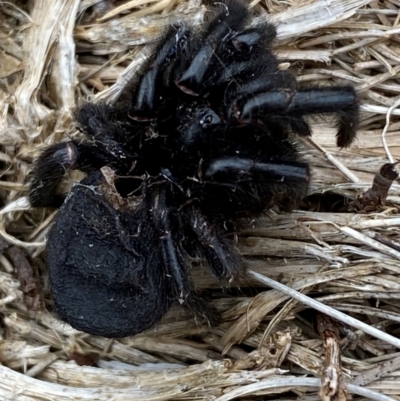 Unidentified Trapdoor, Funnelweb or Mouse spider (Mygalomorphae) at Kosciuszko National Park - 13 Dec 2023 by SteveBorkowskis