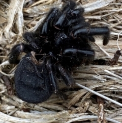 Unidentified Trapdoor, Funnelweb or Mouse spider (Mygalomorphae) at Kosciuszko National Park - 13 Dec 2023 by SteveBorkowskis