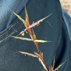 Cymbopogon refractus (Barbed-wire Grass) at Molonglo River Reserve - 19 Dec 2023 by SteveBorkowskis