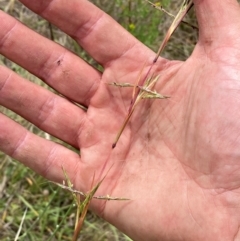 Cymbopogon refractus at Molonglo River Reserve - 19 Dec 2023