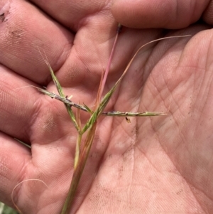 Cymbopogon refractus at Molonglo River Reserve - 19 Dec 2023