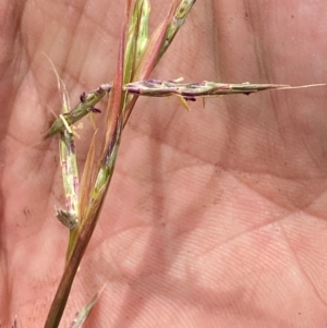 Cymbopogon refractus at Molonglo River Reserve - 19 Dec 2023