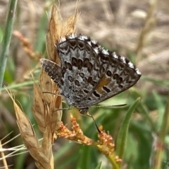 Lucia limbaria (Chequered Copper) at Stromlo, ACT - 19 Dec 2023 by SteveBorkowskis