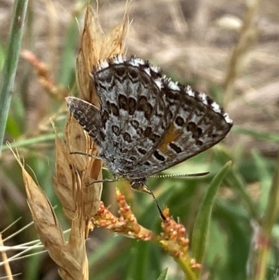 Lucia limbaria (Chequered Copper) at Molonglo River Reserve - 19 Dec 2023 by SteveBorkowskis