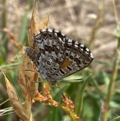 Lucia limbaria at Lower Molonglo - 19 Dec 2023 11:13 AM