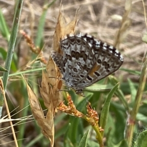 Lucia limbaria at Lower Molonglo - 19 Dec 2023