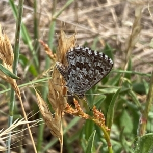 Lucia limbaria at Lower Molonglo - 19 Dec 2023