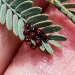 Oechalia schellenbergii (Spined Predatory Shield Bug) at Kuringa Woodlands - 14 Feb 2023 by AlisonMilton