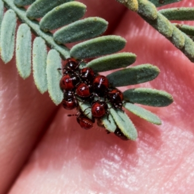 Oechalia schellenbergii (Spined Predatory Shield Bug) at Kuringa Woodlands - 14 Feb 2023 by AlisonMilton