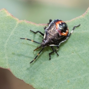 Oechalia schellenbergii at Kuringa Woodlands - 14 Feb 2023