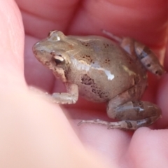 Crinia parinsignifera (Plains Froglet) at Murrumbateman, NSW - 17 Dec 2023 by SimoneC