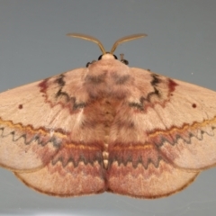 Anthela varia (Hairy Mary) at Ainslie, ACT - 17 Dec 2023 by jb2602