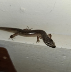 Saproscincus mustelinus (Weasel Skink) at Braidwood, NSW - 19 Dec 2023 by MatthewFrawley