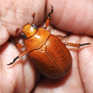 Anoplognathus porosus at Wanniassa, ACT - 9 Dec 2023