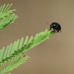 Unverified Leaf beetle (Chrysomelidae) at Yackandandah, VIC - 19 Dec 2023 by KylieWaldon