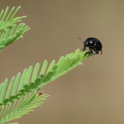 Unverified Leaf beetle (Chrysomelidae) at Yackandandah, VIC - 19 Dec 2023 by KylieWaldon