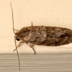 Agriophara nodigera (Stenomatid Moth) at Ainslie, ACT - 16 Dec 2023 by jb2602