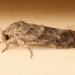 Agriophara nodigera at Ainslie, ACT - 16 Dec 2023